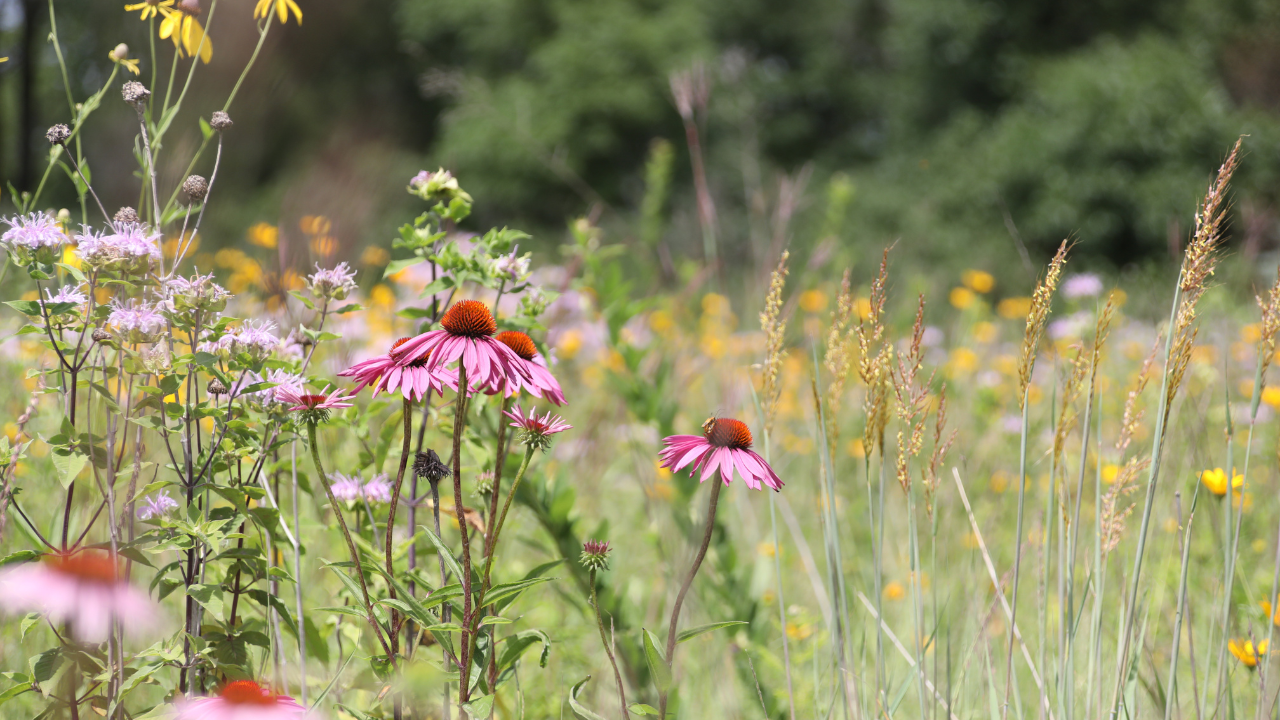 Solar Pollinator Buffer Mix - Millborn